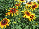 Rudbeckia