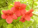 Campis Radicans