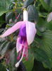 asa are floarea 01