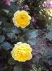 DSC09246