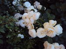 DSC09386