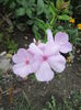 Phlox Pinky Hill