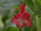 NEW 2015 - Kohleria Luci s Brilliant