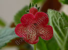 NEW 2015 - Kohleria Luci s Brilliant