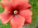 mahogany star
