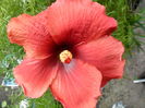 SAM_6481