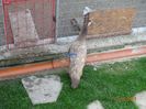 DSC00447