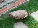 DSC00533