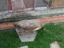 DSC00538