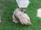 DSC00565