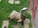 DSC00897