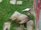 DSC00898