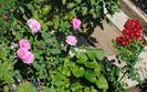 England s Rose , Bienenweide Rot