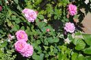 England s Rose