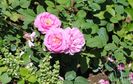 England s Rose