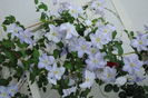 16 iunie, clematis Blue Angel