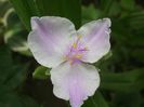 Tradescantia virginiana- cumparata ca `Osprey`, insa am dubii