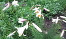 IMG_20150621_175838[1]