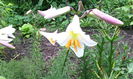 IMG_20150621_180050[1]