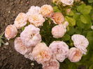 Rosa Bordure Nacree