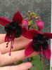 fuchsia blacky