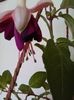 fuchsia-southgate