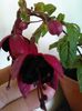 fuchsia blacky