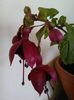 fuchsia blacky