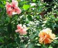 IMG_20150617_060704
