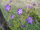 Venosa Violacea