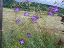 Venosa Violacea