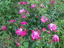 Heidetraum