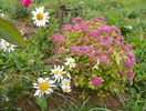 spiraea Firelight