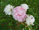 Felicite Parmentier