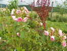 Pink Grootendorst