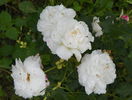 Boule de Neige