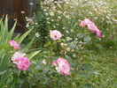 Bordure Rose