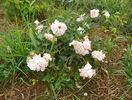 Morgengruss