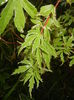 Acer palmatum Butterfly (2015, June 15)