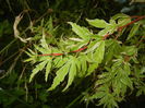 Acer palmatum Butterfly (2015, June 15)