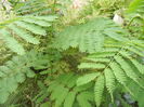 Albizia julibrissin. Silk Tree (2015, Jun.18)