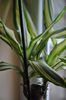 DRACENA