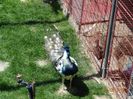 DSC00092