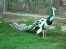 DSC00450