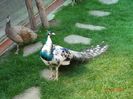 DSC00468