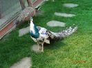 DSC00471