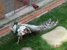 DSC00499