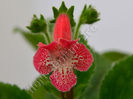 NEW 2015 - Kohleria Luci s Oriental