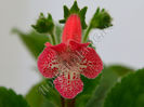 NEW 2015 - Kohleria Luci s Oriental