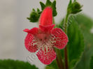 NEW 2015 - Kohleria Luci s Oriental